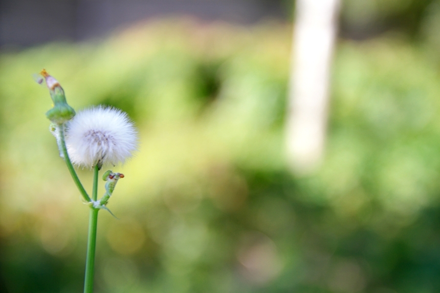白い花に変わるころ