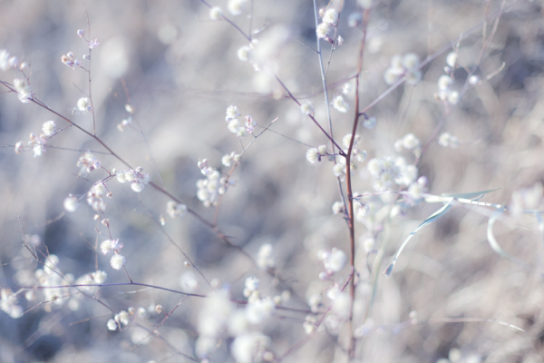 雪のような