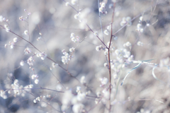 雪のような
