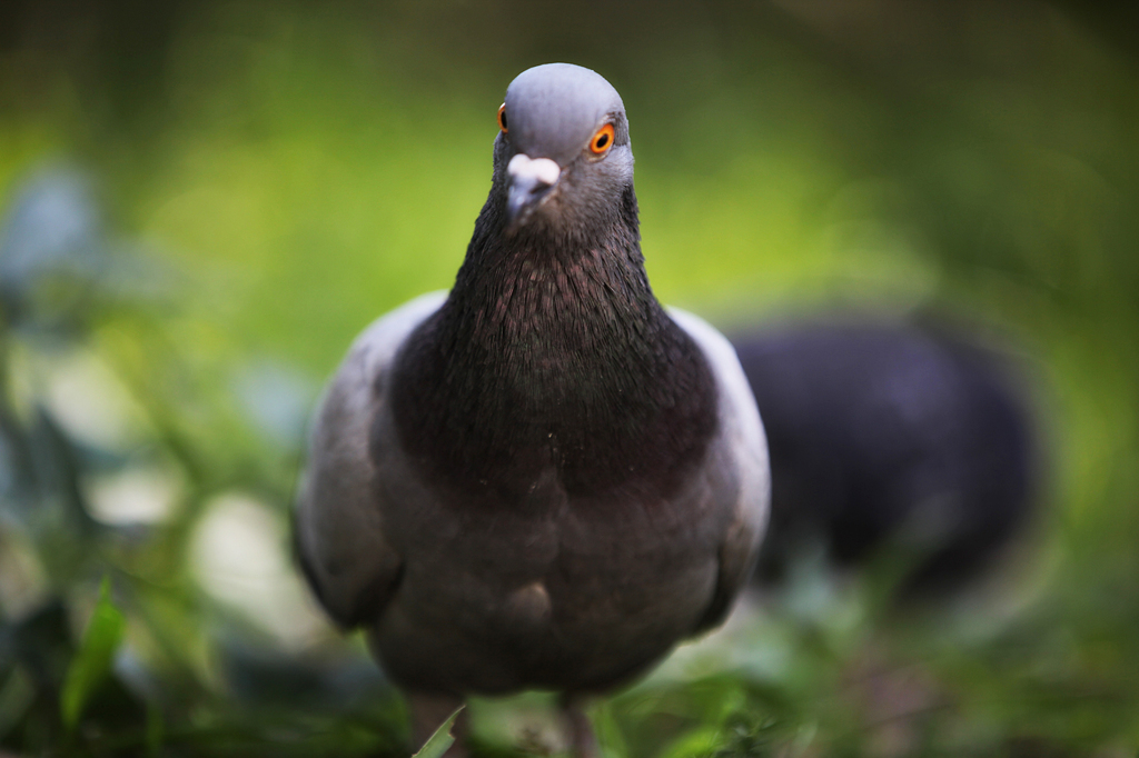 BIRD-01