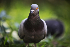 BIRD-01