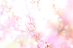 風のまにまに