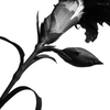 花の時