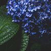 紫陽花