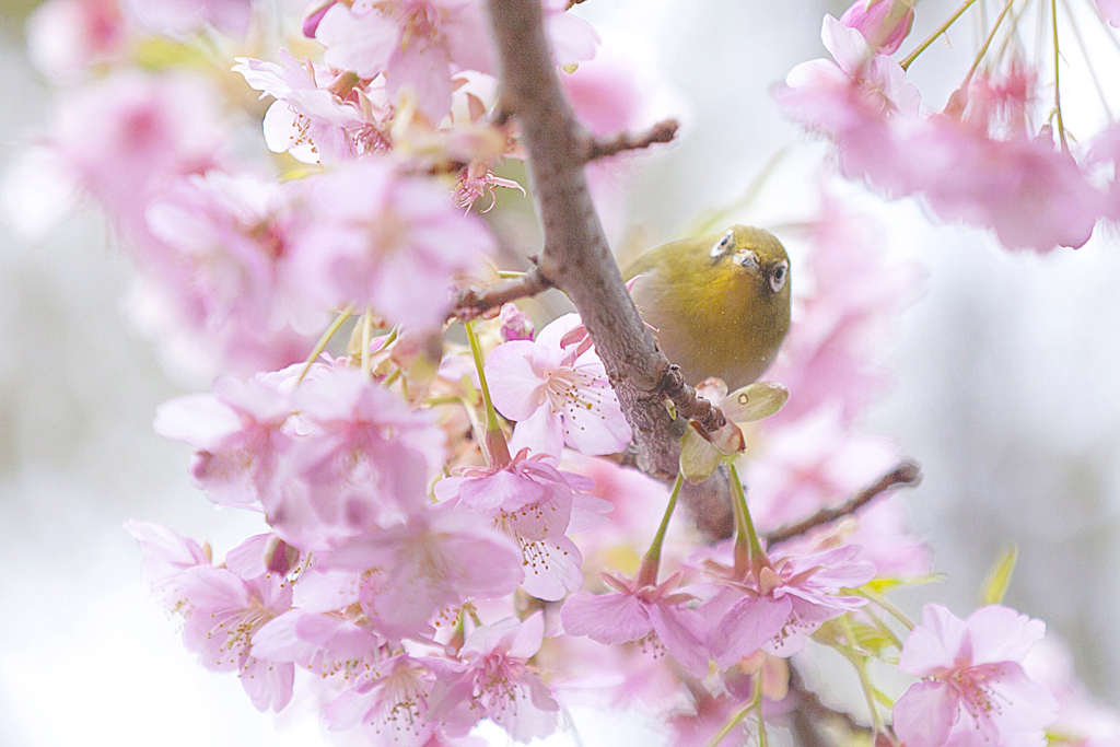 鳥さん、こんにちは