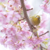 鳥さん、こんにちは