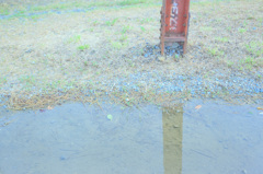 写り身