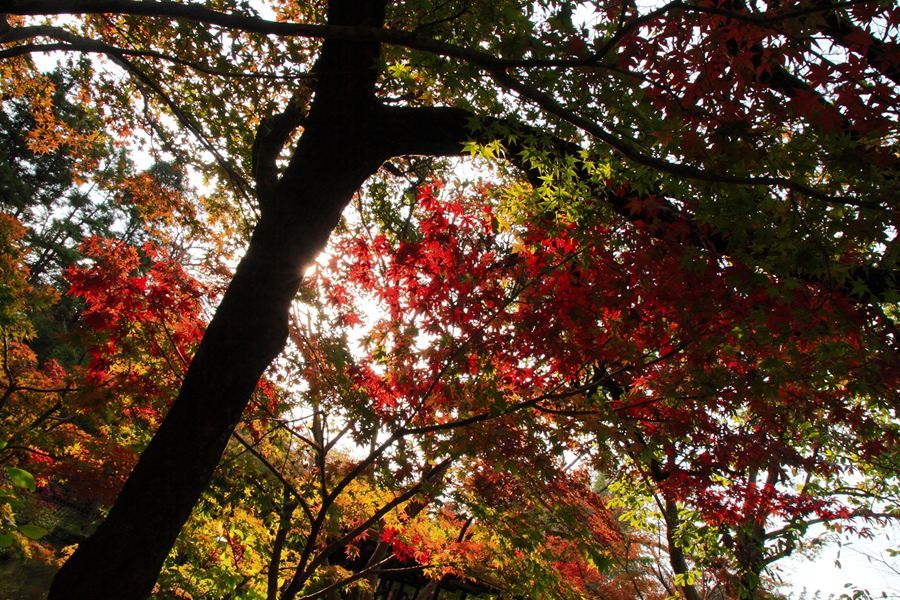 ちょっと紅
