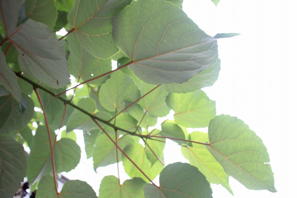 夏葉