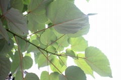 夏葉