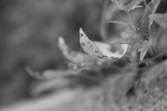 秋草