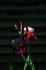 IMG_0171