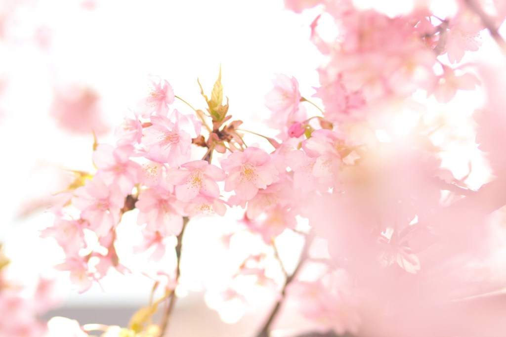 Spring comes
