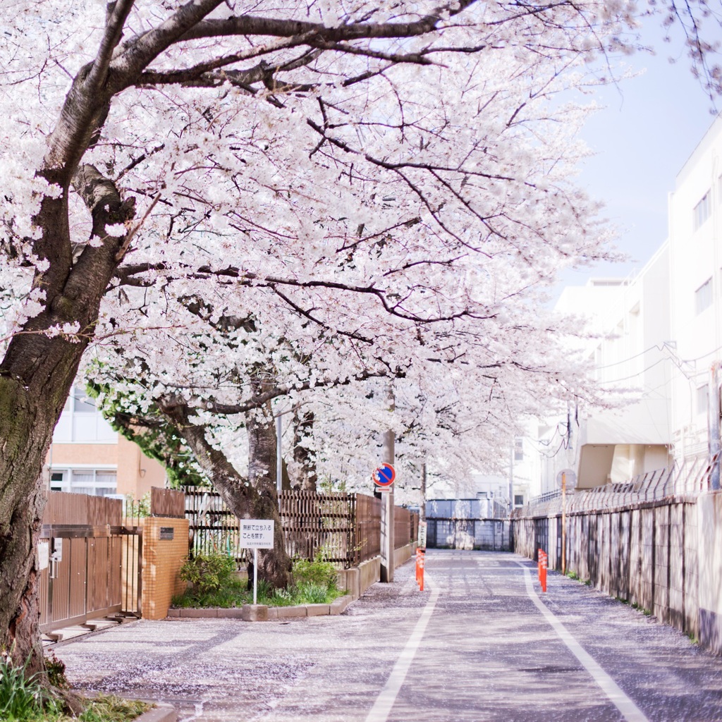 桜道