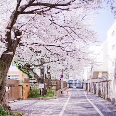 桜道