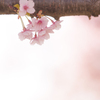 桜色