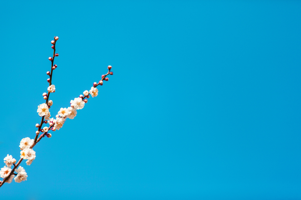 花と空