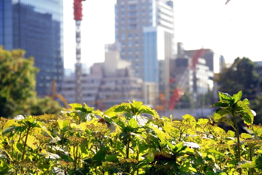 自然と都市