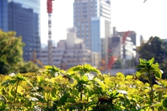 自然と都市