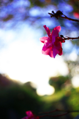 IMG_7262_R