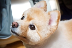 弟