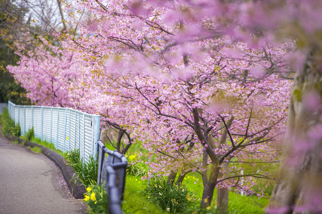 桜と道