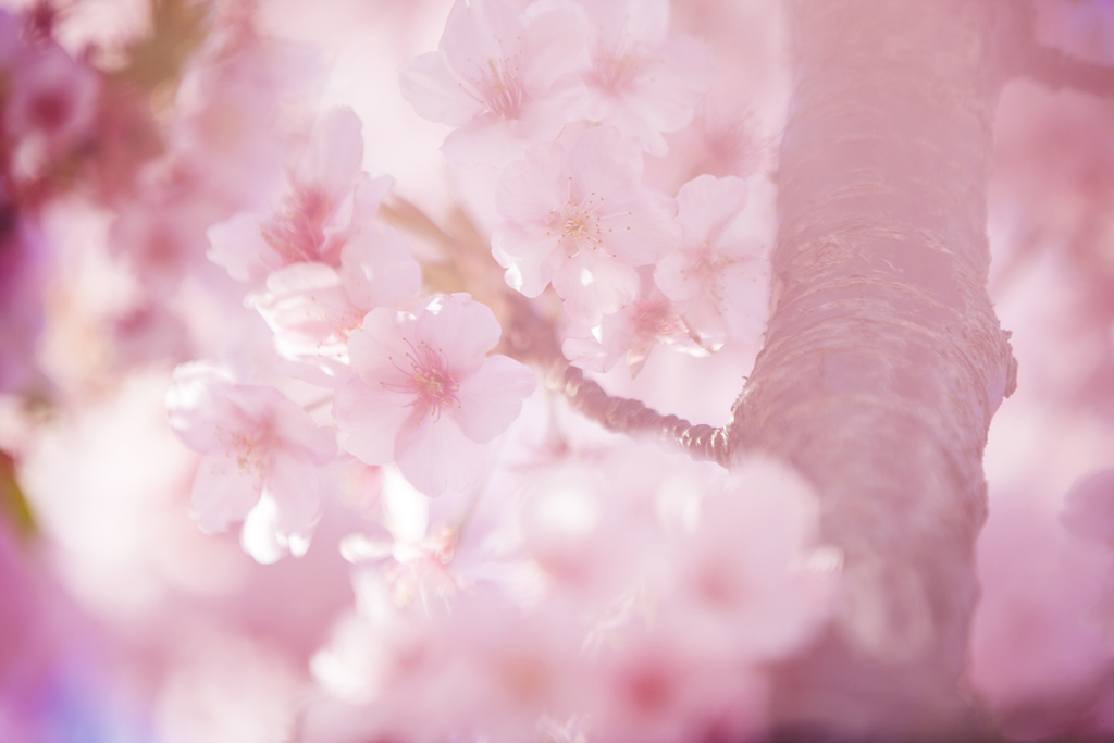 ふんわり桜です。