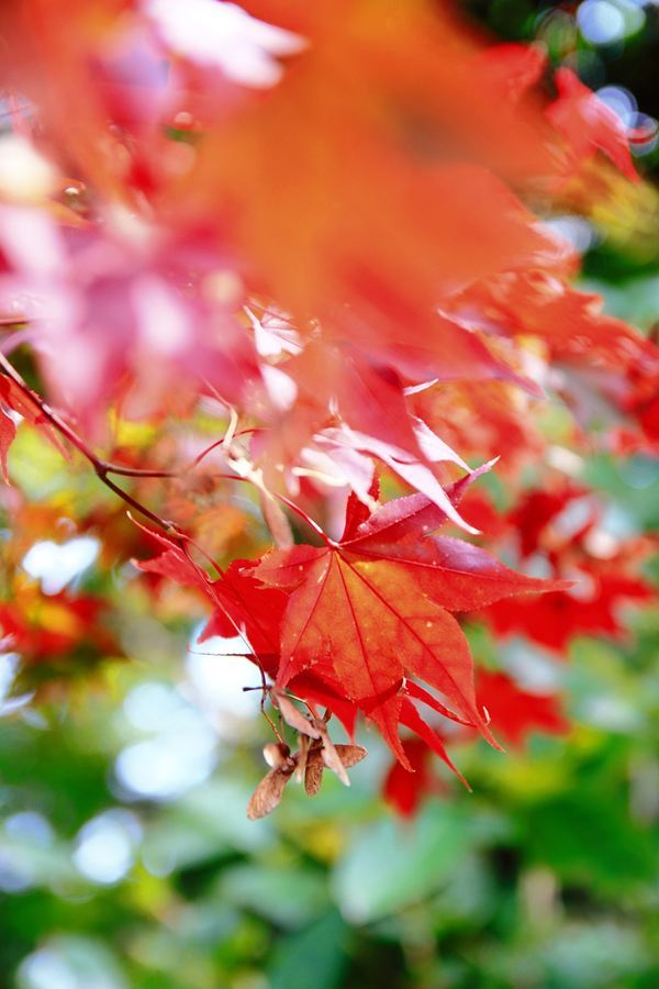 紅