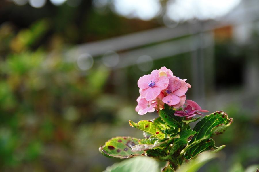 なんとか花かな