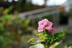 なんとか花かな