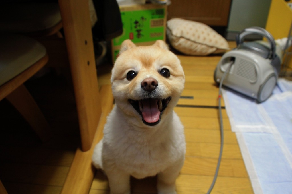 弟