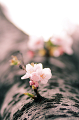 Spring..