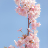 空に向かう花