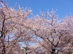 ２年目の桜