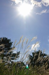 夏景色