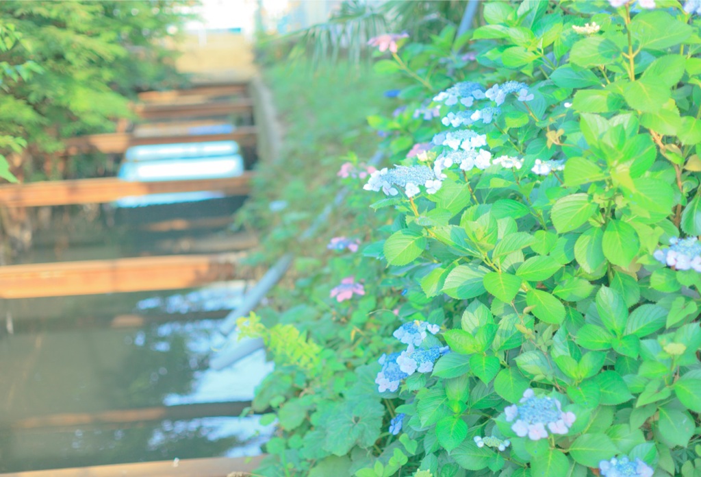 紫陽花の季節