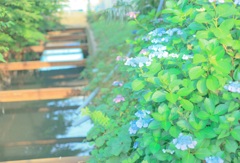 紫陽花の季節