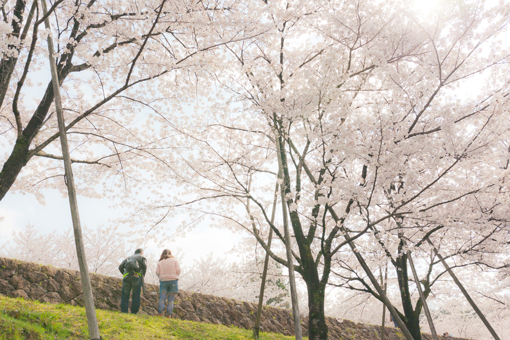 桜の下で。