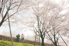 桜の下で。