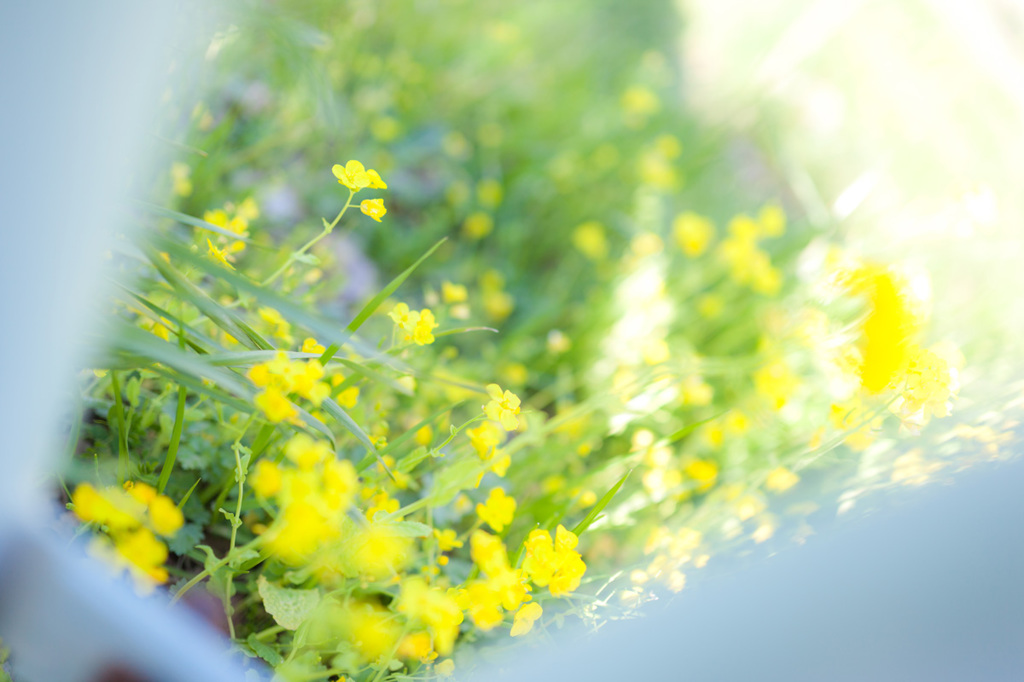 菜の花さん