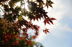 紅