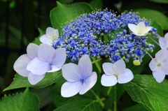 紫陽花
