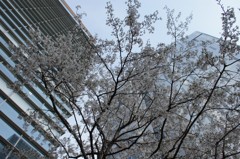 都春3