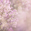 Beautiful flower
