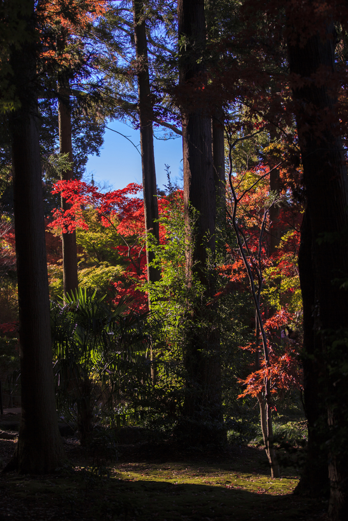 樹木と紅葉