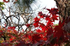 紅々