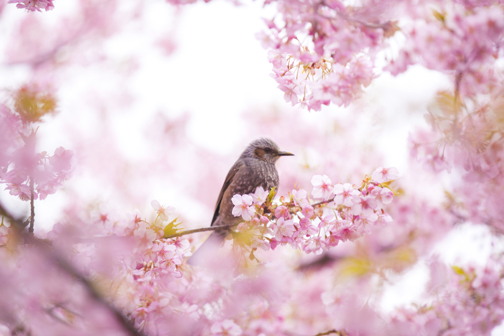 鳥さん