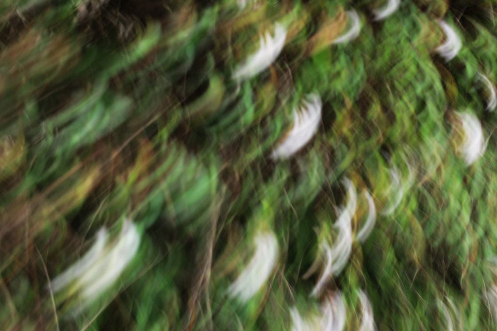 speed'