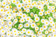 初夏と花