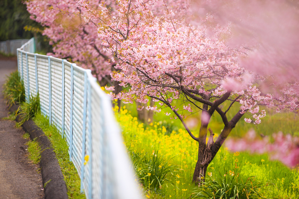 桜通り